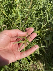 Euthamia caroliniana