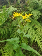Senecio triangularis