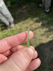Euthamia caroliniana