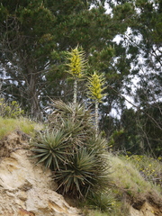 Puya chilensis