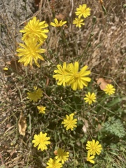 Crepis capillaris