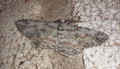 Iridopsis defectaria