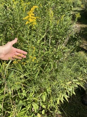 Euthamia caroliniana