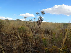 Eriogonum microtheca
