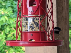 Poecile carolinensis