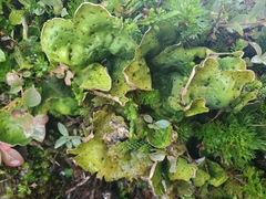 Peltigera chionophila