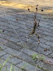Trichonephila clavata