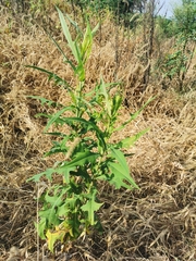 Lactuca indica