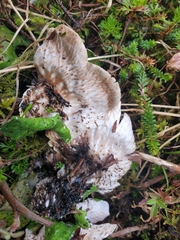 Peltigera chionophila