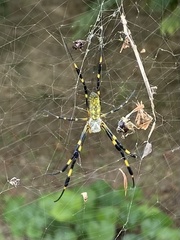 Trichonephila clavata