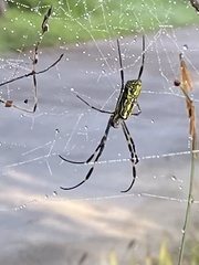 Trichonephila clavata