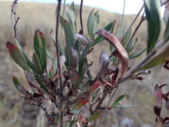 Eriogonum microtheca