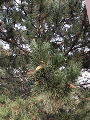 Pinus nigra