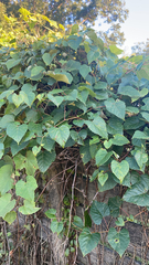 Ampelopsis