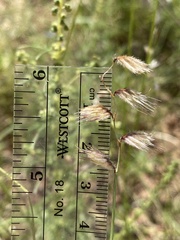 Bouteloua chondrosioides