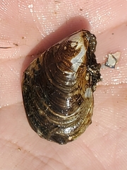 Dreissena bugensis