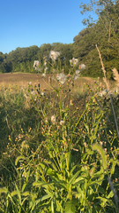 Erechtites hieraciifolius