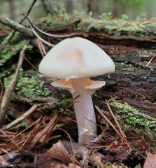 Amanita lavendula