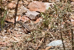 Aspidoscelis sonorae