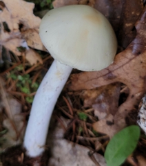 Amanita lavendula