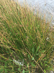 Juncus balticus littoralis