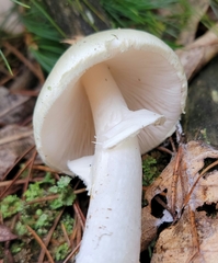 Amanita lavendula