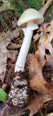 Amanita lavendula