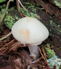 Amanita lavendula