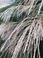 Miscanthus sinensis