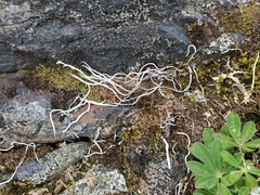 Thamnolia vermicularis