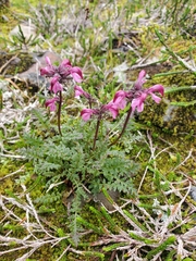 Pedicularis ornithorhynchos