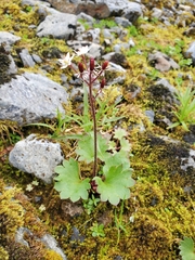 Micranthes nelsoniana