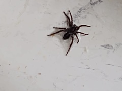 Herpyllus ecclesiasticus