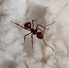 Polyrhachis