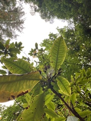 Rhododendron macrophyllum