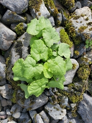 Oxyria digyna