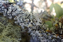 Parmelioideae