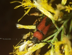 Crossidius coralinus