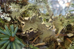 Peltigera