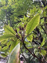 Rhododendron macrophyllum