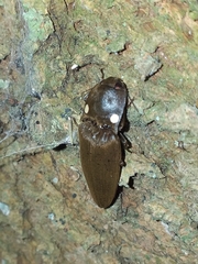 Pyrophorus