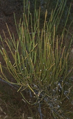 Ephedra
