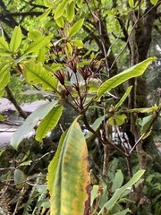 Rhododendron macrophyllum