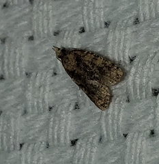 Platynota exasperatana