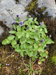 Veronica wormskjoldii