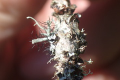 Heterodermia leucomelos