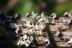 Heterodermia leucomelos