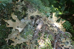 Lobaria