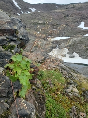 Heuchera glabra