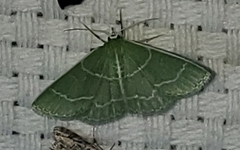 Synchlora aerata